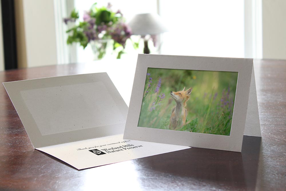 Recycled photo holder cards frames a picture of a fox