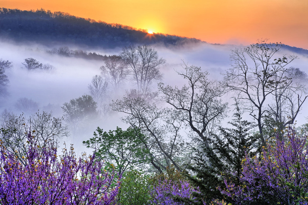 Edward C. Robison III Nature Photography of clouds drifting over a forested hillside