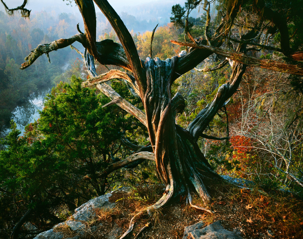 Edward C. Robison III photo of a twisted old tree, clinging on the rocky side of a large hill or mountain on a foggy autumn day.