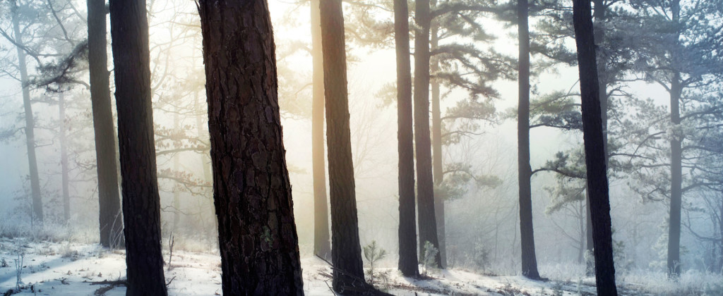 Tall, straight tree trunks in an open snowy forest with sunlight hitting behind the trees