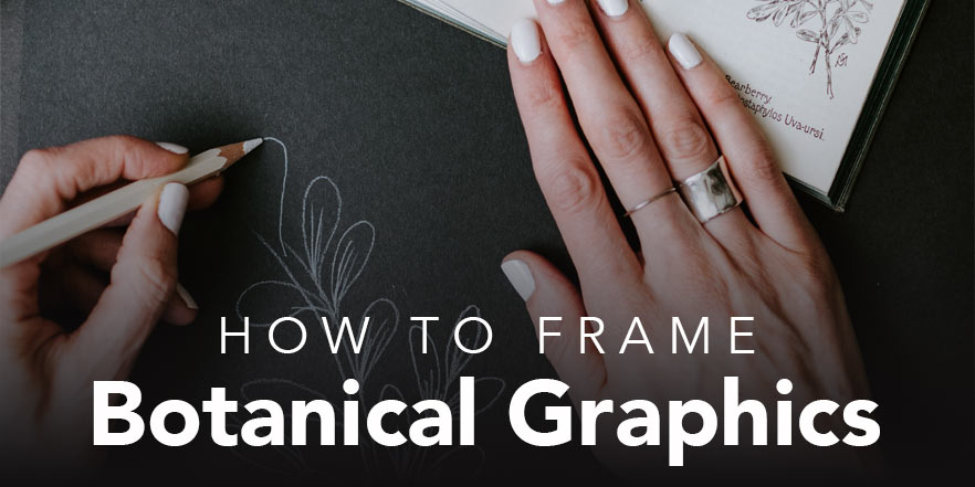 How to frame botanical graphics and artwork