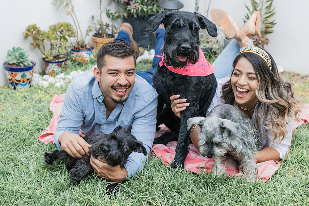 A man and women lie on their stomachs in the grass with three schnauzer dogs.